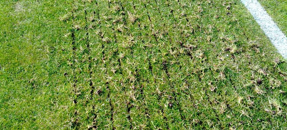 arieggiatura campo erba cagliari sardegna
